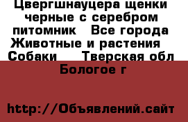 Цвергшнауцера щенки черные с серебром питомник - Все города Животные и растения » Собаки   . Тверская обл.,Бологое г.